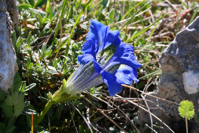 Gentiana dinarica ?